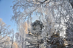 Trees covered with hoarfrost in the first rays of the sun