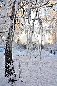 Trees covered with hoarfrost in the first rays of the sun