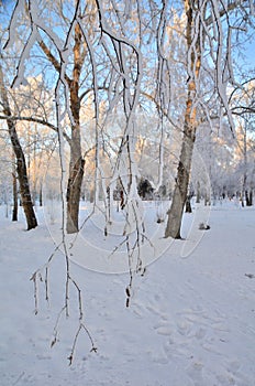 Trees covered with hoarfrost in the first rays of the sun