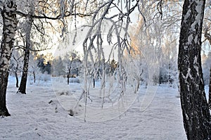 Trees covered with hoarfrost in the first rays of the sun