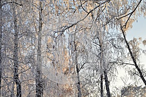 Trees covered with hoarfrost in the first rays of the sun