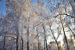 Trees covered with hoarfrost in the first rays of the sun