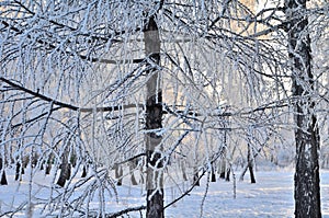 Trees covered with hoarfrost in the first rays of the sun