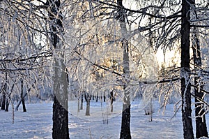 Trees covered with hoarfrost in the first rays of the sun