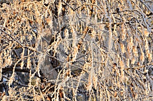 Trees covered with hoarfrost in the first rays of the sun