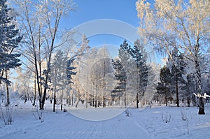 Trees covered with hoarfrost in the first rays of the sun