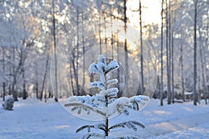 Trees covered with hoarfrost in the first rays of the sun