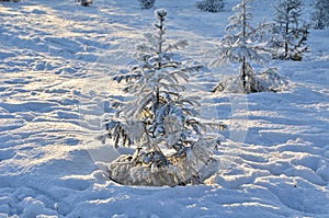 Trees covered with hoarfrost in the first rays of the sun