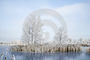 Trees are covered with hoarfrost on the island in the middle of the lake, covered with ice