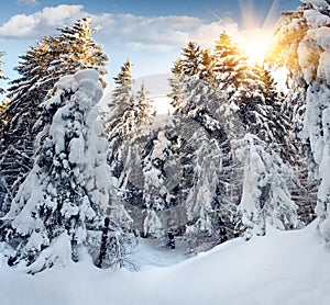 Trees covered with hoarfrost and snow