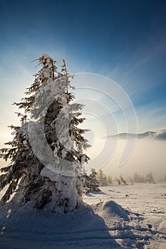 Trees covered with hoarfrost and snow in mountains