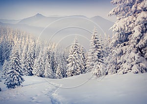 Trees covered with hoarfrost and snow in mountains