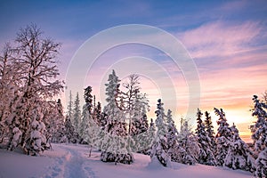 Trees covered with hoarfrost and snow in winter mountains
