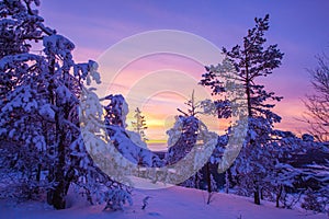 Trees covered with hoarfrost and snow in winter mountains