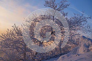 Trees covered with hoarfrost at sunset