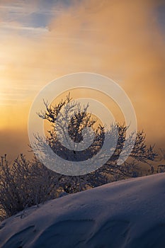 Trees covered with hoarfrost at sunset