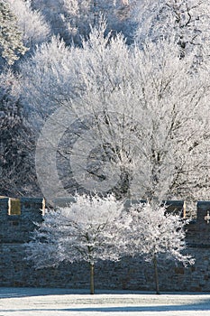 Trees covered in hoarfrost on a winter morning photo