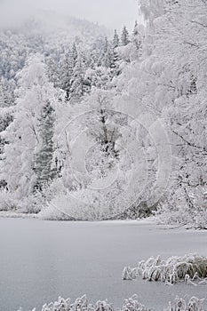 Trees covered by hoarfrost in wintertime. Frozen lake in the mountains
