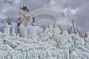 Trees covered with ice. Lake Baikal