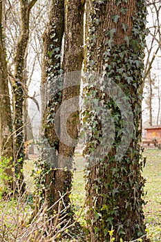 The trees are covered with ivy on the lawn with blooming spring primroses