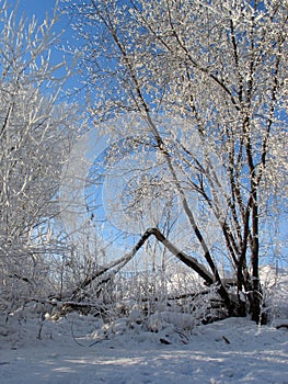 Trees covered with snow