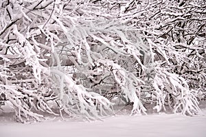 Trees Covered in Snow