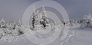 Trees covered with snow