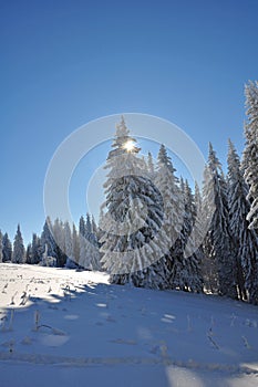 Trees covered with snow