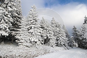 Trees covered by snow