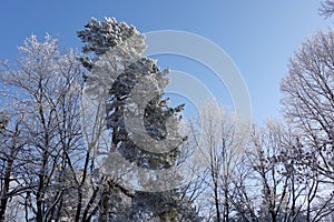 Trees covered in snow against a blue sky