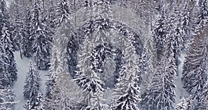 Trees covered in snow after Blizzard, Aerial view of Forest after Winter Storm