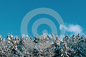 Trees covered with snow and blue sky. Winter forest. Beautiful winter landscape.