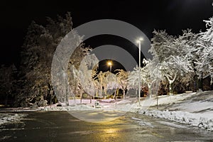 Trees covered with snow, dark sky and shining lantern. Night shot. Snowfall at night