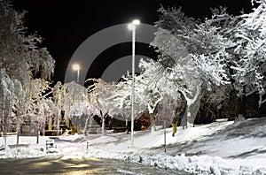 Trees covered with snow, dark sky and shining lantern. Night shot. Snowfall at night