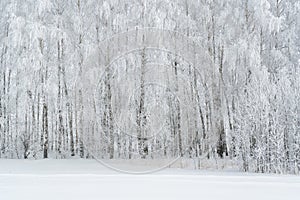 Trees covered with snow and frost, winter forest