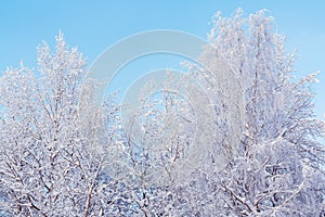 Trees covered with snow and frost in the winter forest against the blue sky