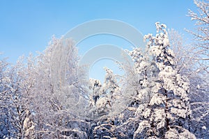 Trees covered with snow and frost in the winter forest against the blue sky