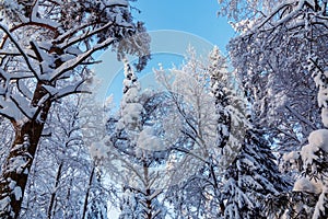 Trees covered with snow and frost in the winter forest against the blue sky