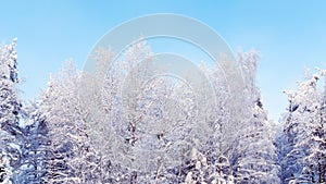 Trees covered with snow and frost in the winter forest against the blue sky