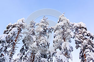 Trees covered with snow and frost in the winter forest against the blue sky