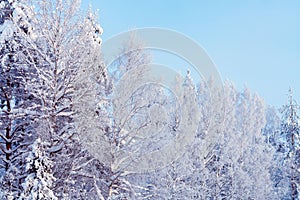 Trees covered with snow and frost in the winter forest against the blue sky