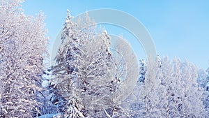 Trees covered with snow and frost in the winter forest against the blue sky