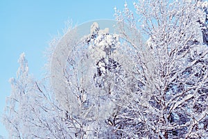 Trees covered with snow and frost in the winter forest against the blue sky