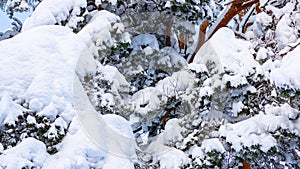 Trees covered with snow and frost in the winter forest against the blue sky