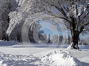 Trees in snow