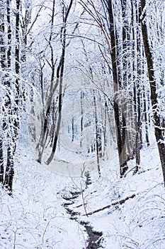 Foresta un albero coperto secondo la neve 