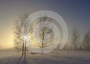 Trees covered in snow . Lithuania winter