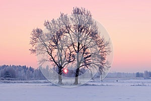 Trees covered in snow . Lithuania winter