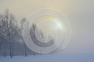 Trees covered in snow . Lithuania winter