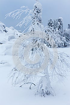 Trees covered with snow on a mountain top